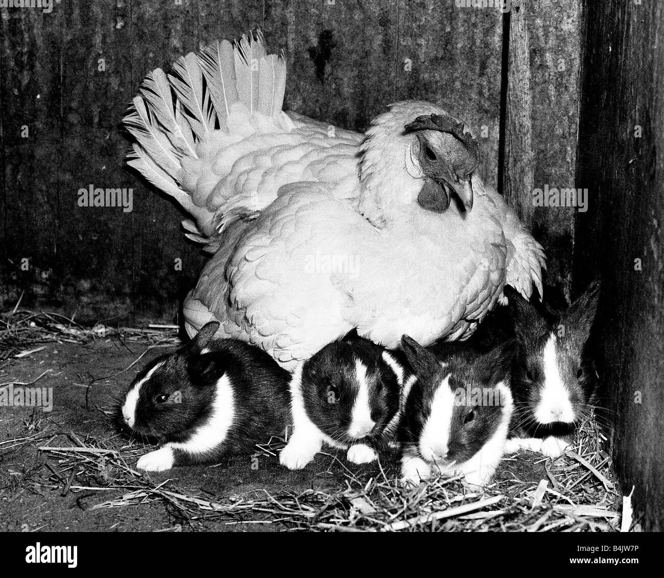 Amitiés animaux Lapins Poulet Juin 1981 Cette femelle Beatrice le bantam contribue à réunir les lapins dans le monde comme leur propre mère leur donne peu d'attention en dehors des temps d'alimentation Banque D'Images Amitiés animaux Lapins Poulet Juin 1981 Cette femelle Beatrice le bantam contribue à réunir les lapins dans le monde comme leur propre mère leur donne peu d'attention en dehors des temps d'alimentation Banque D'Images