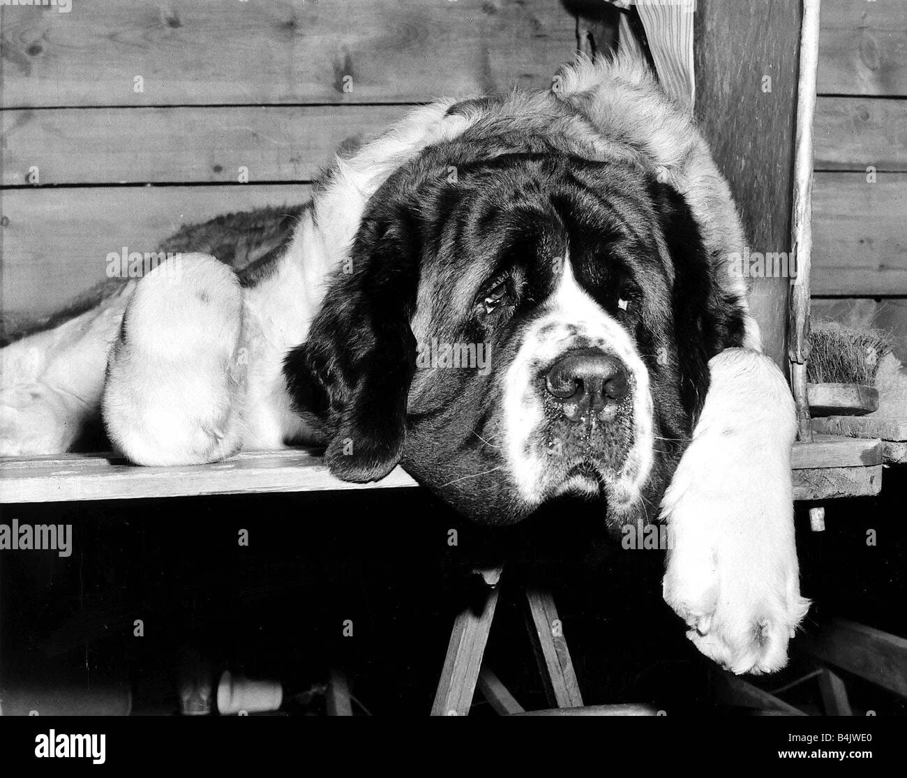Chiens animaux St Bernard Février 1972 St Bernard dog à la triste et morne allongé avec sa tête vers le bas et ses pattes accroché sur le côté de l'établi Banque D'Images