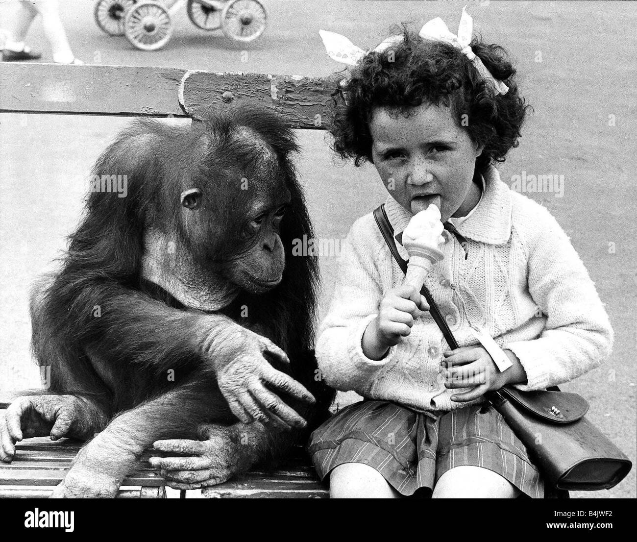 L'orang-outan singe Animal Août 1968 Tuan les 4 ans Chessington Zoo orang-outan touche quotidiennement la crème glacée corneto qu'il aime Banque D'Images