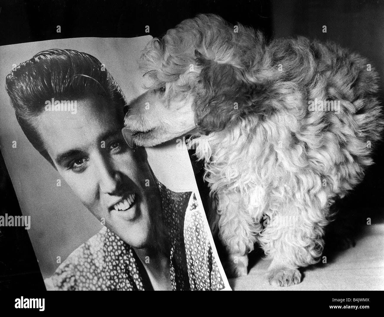 Animaux chiens caniche Toy Ours Elvis Presley Octobre 1960 10 semaine vieux caniche Toy abricot doré ours va quitter l'aéroport de Londres à Memphis pour rencontrer son nouveau maître Elvis Presley Ours lèche une photo d'Elvis Banque D'Images