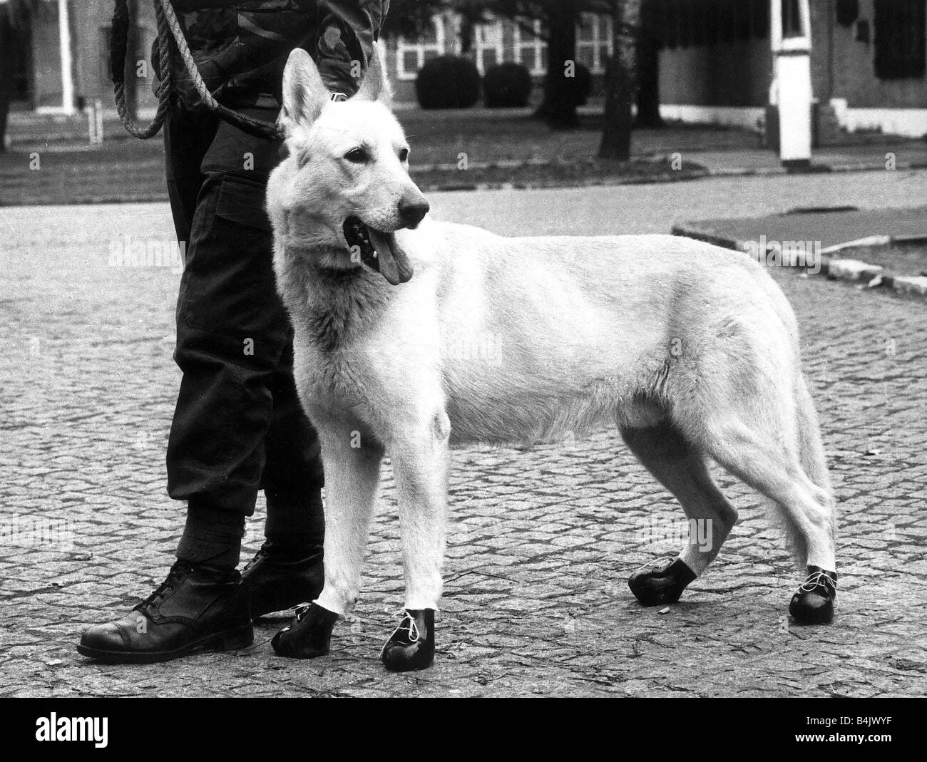 L'Armée de mars 1983 animaux alsacienne tous les soldats ont besoin de bonnes bottes solides pour square bashing et chien de garde de l'Armée de Brice n'est pas une exception ici il montre son spécialement fait boots Banque D'Images