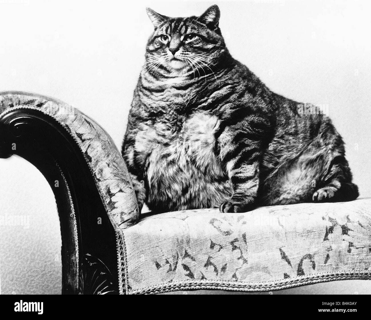 Un gros chat dans tous les sens du terme Joseph pesait 28lbs lorsque sa maîtresse britannique décédé heureusement le félin plutôt grand n était pas hors de la poche gauche de son propriétaire décédé lui a laissé 365 pour le maintenir au Whiskas Novembre 1969 Banque D'Images