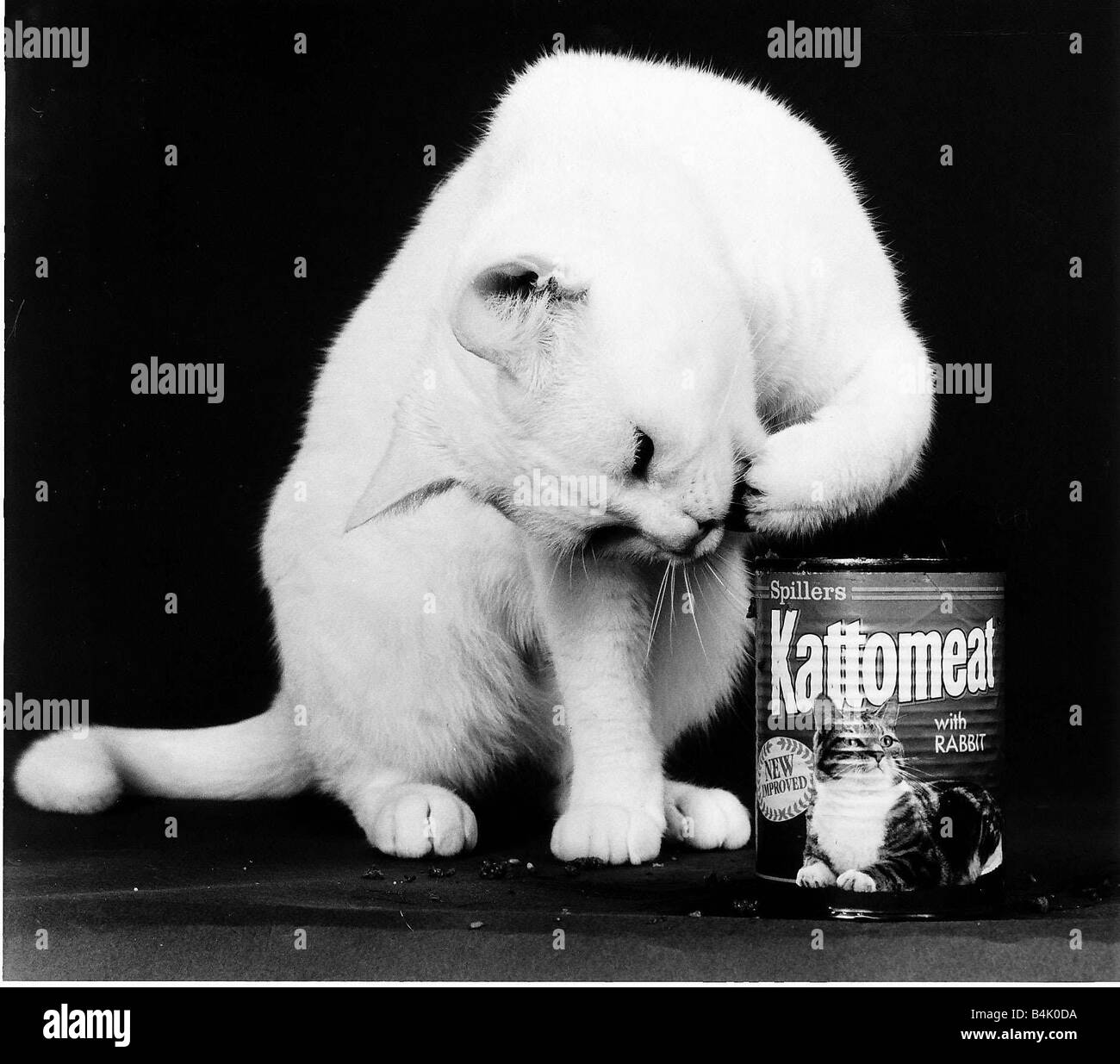 Arthur 2 le 2ème chat qui est apparue dans une publicité de nourriture pour chats à la télévision Banque D'Images