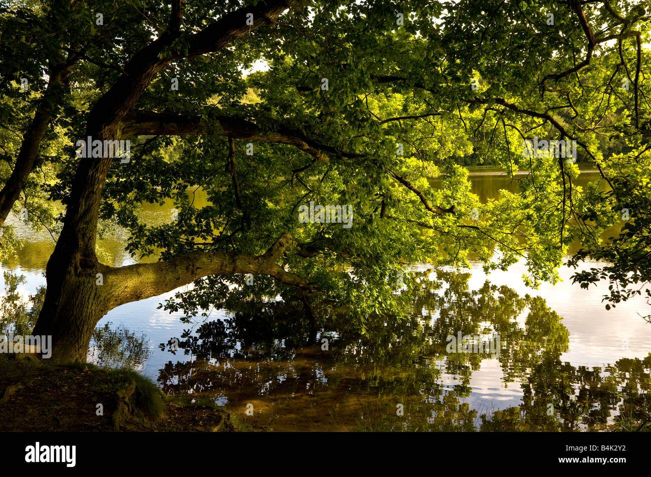 Arbre en surplomb sur les rives du lac North Yorkshire Gormire Banque D'Images