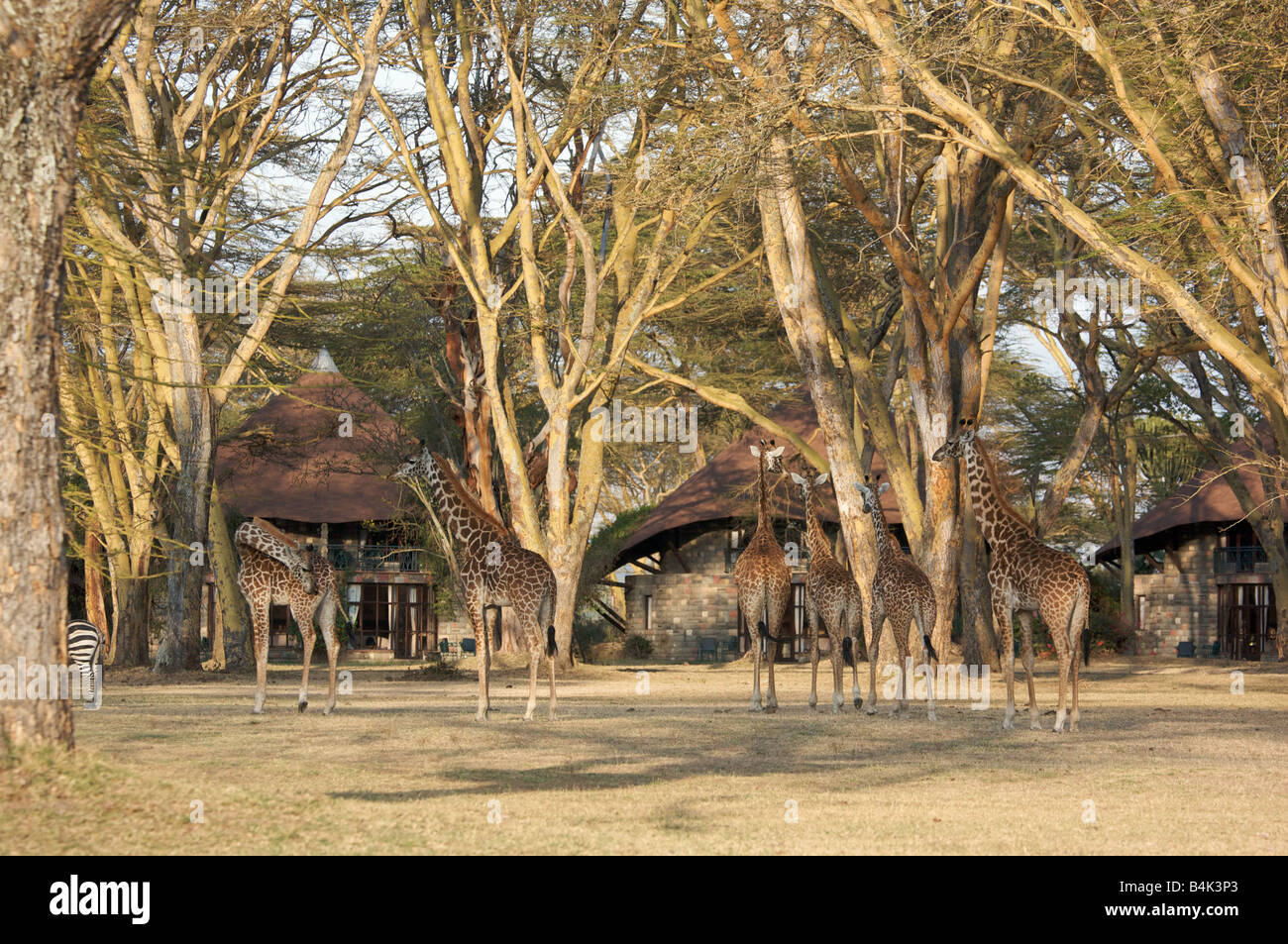 Les Girafes dans le parc national du lac Naivasha, Kenya, Afrique de l'Est Banque D'Images