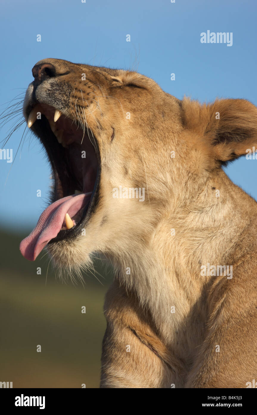 Roaring lion femelle avec la bouche ouverte, Masai Mara, Kenya, Afrique de l'Est Banque D'Images