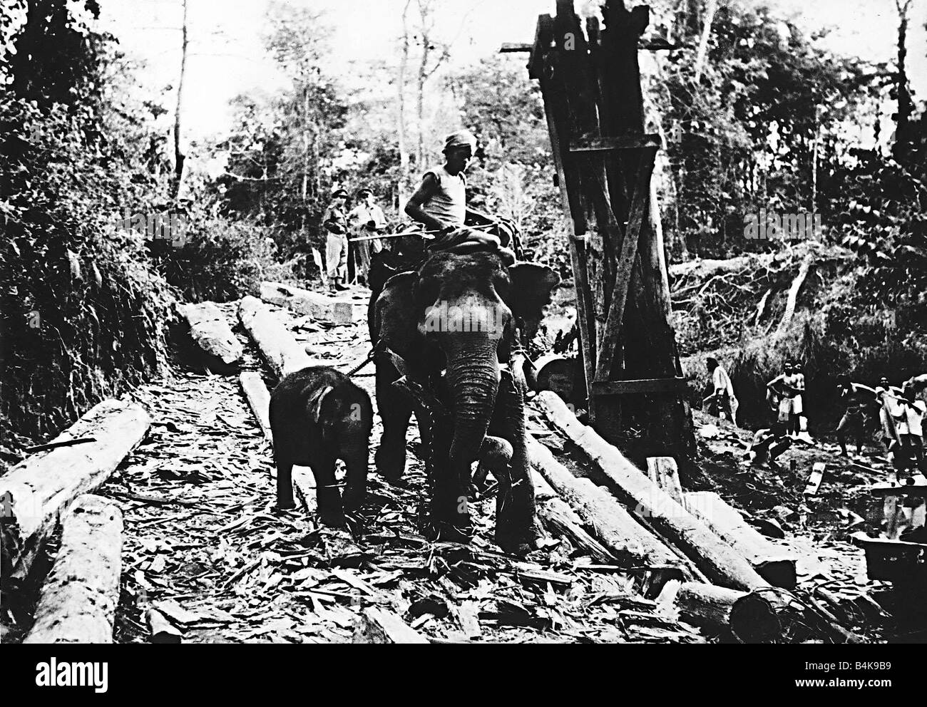 WW2 bulgare arrondi plus d'éléphants pour aider les alliés après