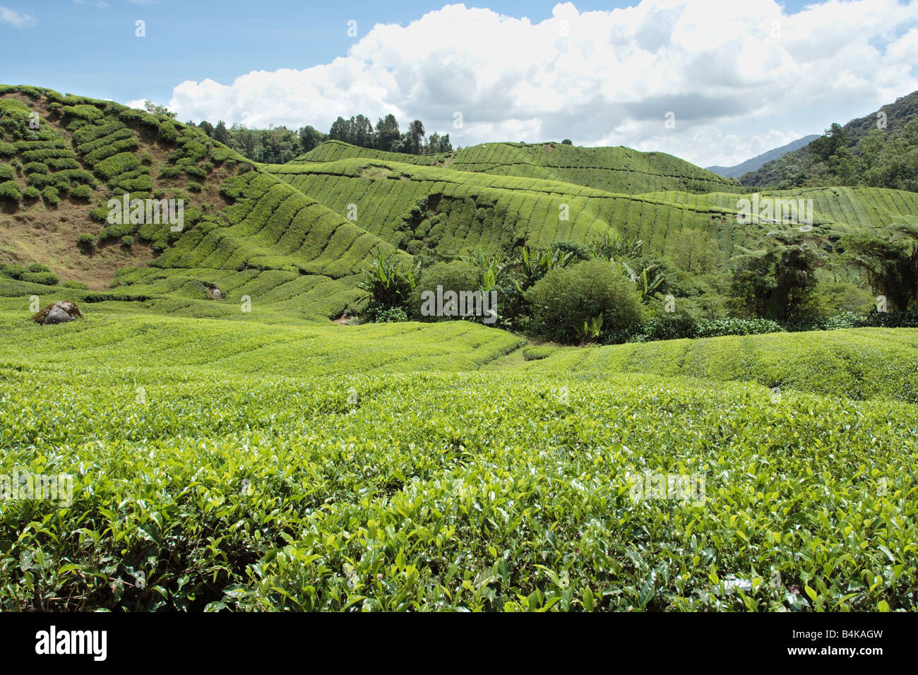 La plantation de thé sur le coteau de Cameron Highland en Malaisie. Banque D'Images