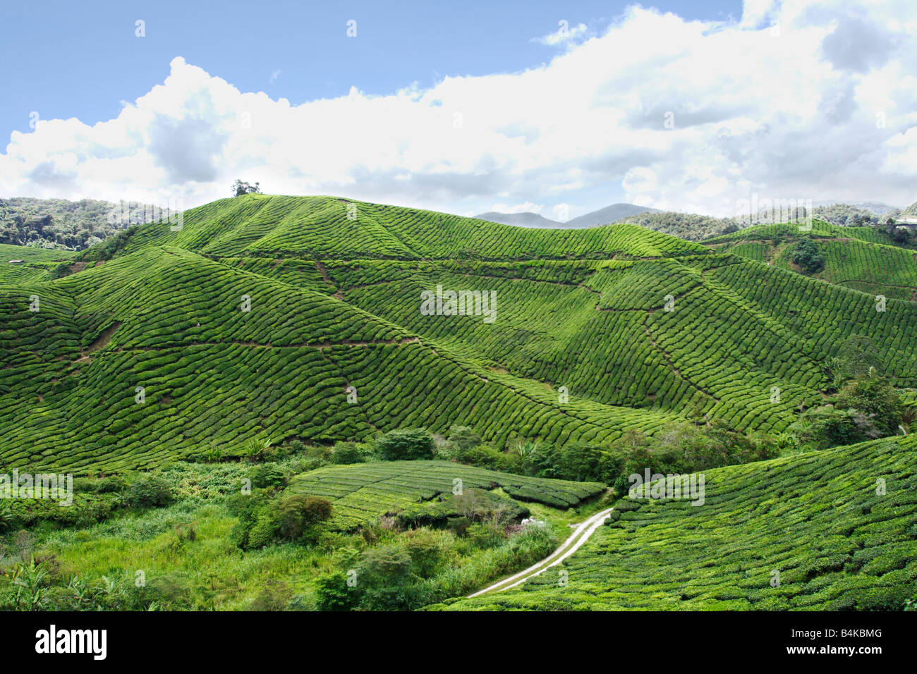 La plantation de thé sur le coteau de Cameron Highland en Malaisie. Banque D'Images