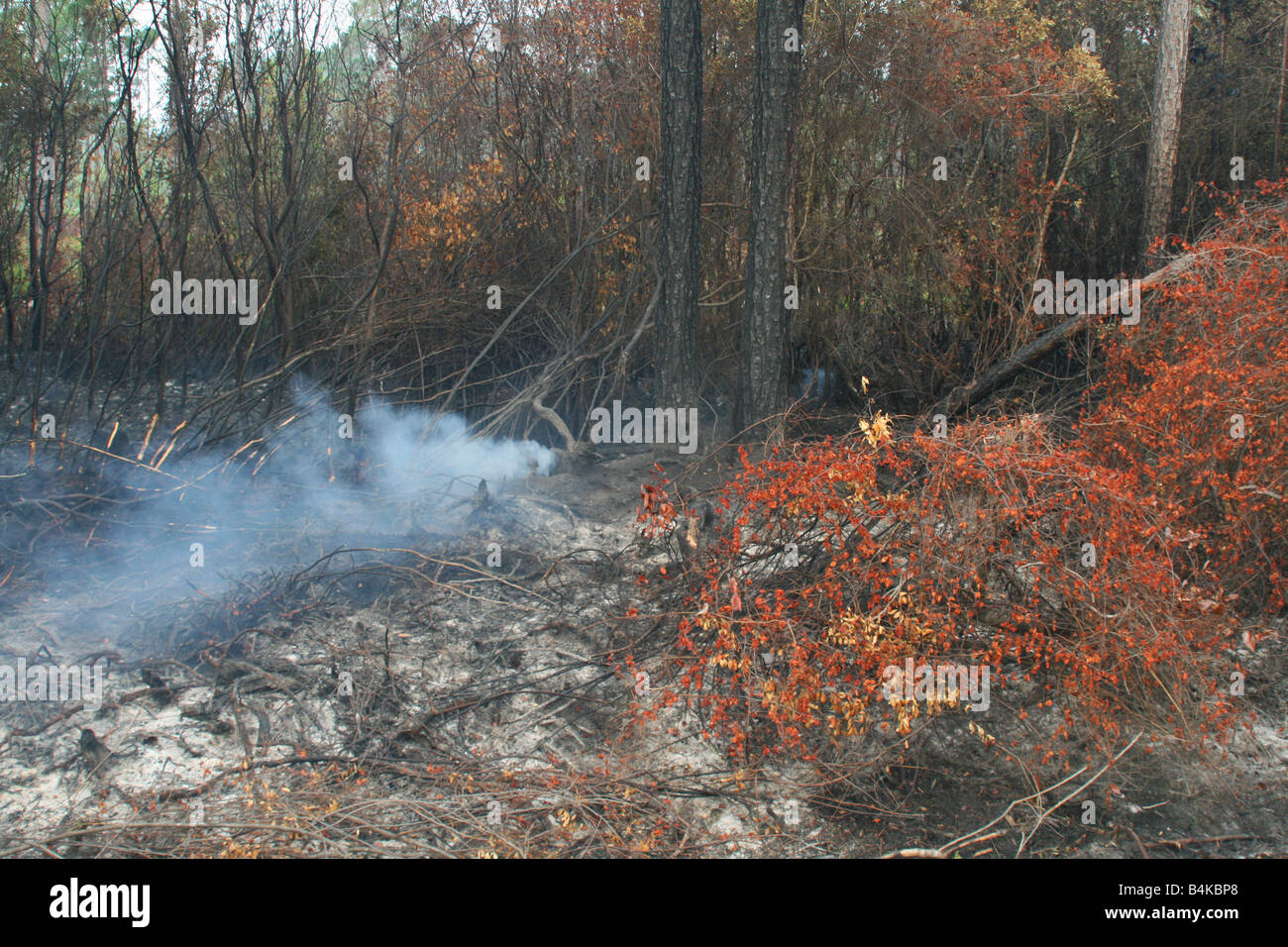 Lendemain d'incendie de forêt, Longleaf pine Pinus palustris, SE USA Banque D'Images