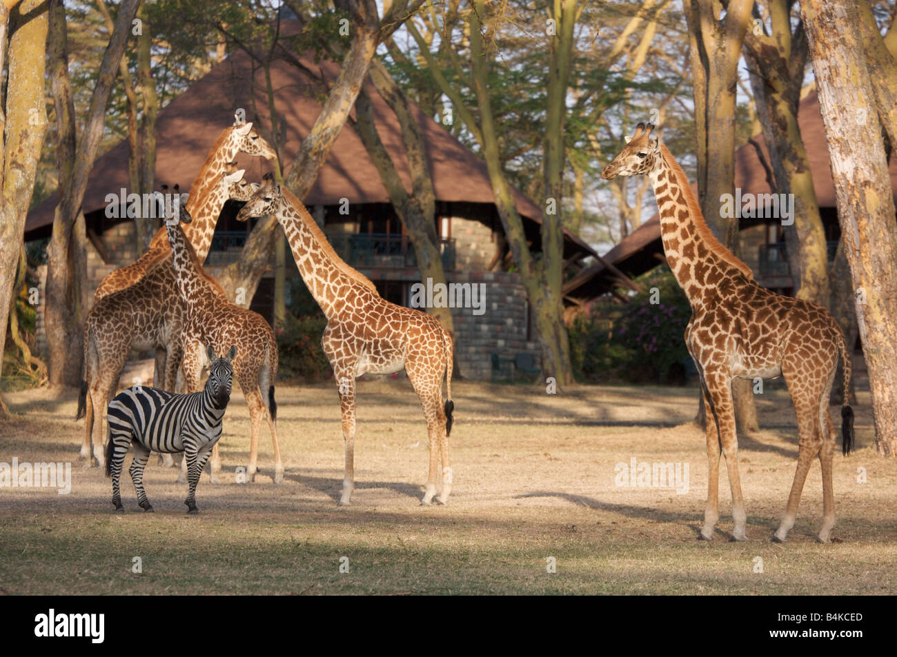 Girafes et zèbres dans le lac Naivasha National Park, Kenya, Afrique de l'Est Banque D'Images