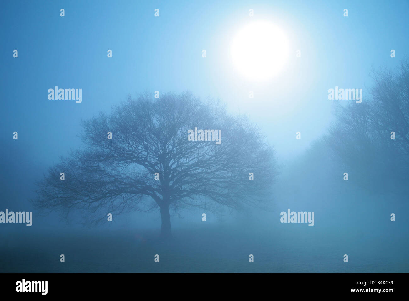 Arbres dans la brume Banque D'Images