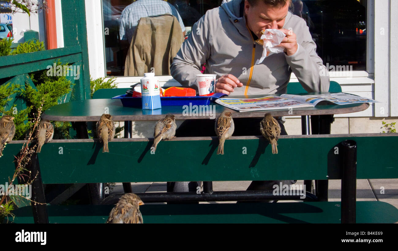 Un homme de manger un hamburger à l'extérieur avec une rangée de moineaux et d'attente dans l'espoir de ramasser toutes les miettes Banque D'Images