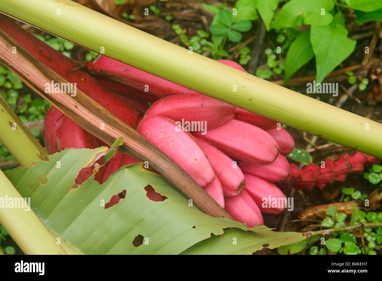 Hairy 'banane' / 'banane' fructification rose, Amazon rainforest, Oriente, Equateur Banque D'Images