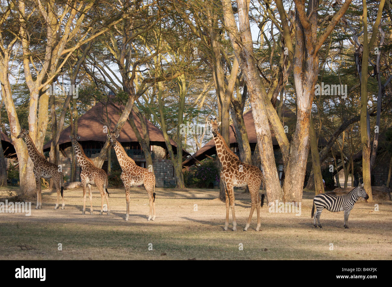 Girafes et zèbres dans le lac Naivasha National Park, Kenya, Afrique de l'Est Banque D'Images