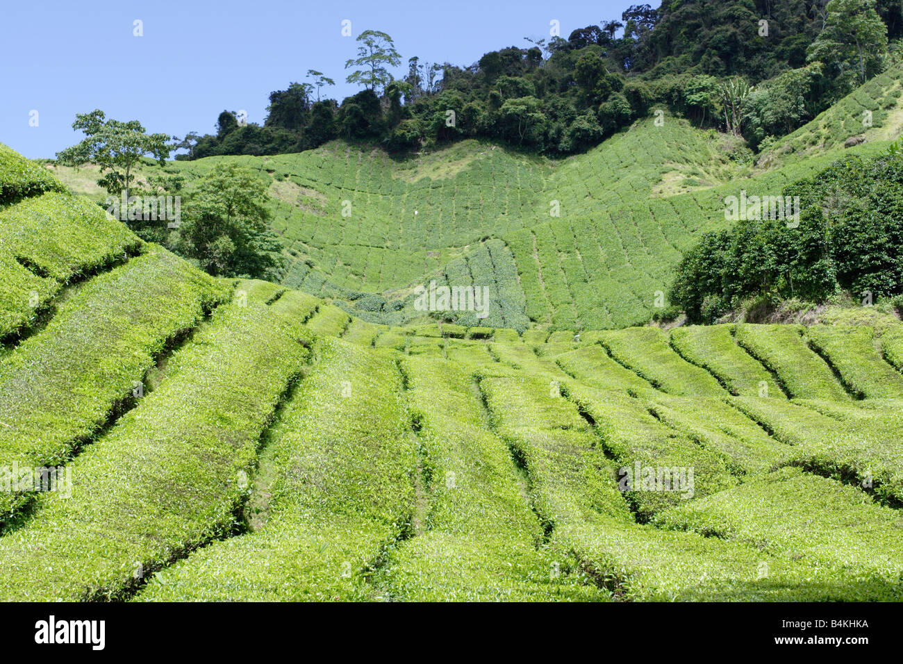 La plantation de thé sur le coteau de Cameron Highland en Malaisie. Banque D'Images