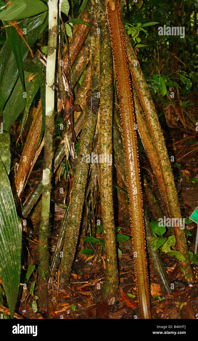 (Socratea exorrhiza), palm marche Rio Napo, bassin amazonien, Oriente, Equateur Banque D'Images