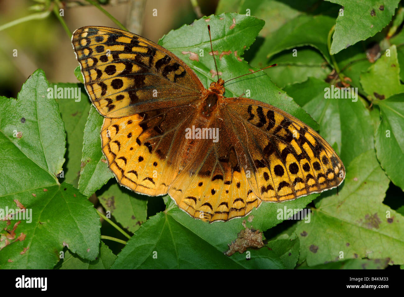 Great spangled fritillary butterfly ( Speyeria cybele ) Banque D'Images