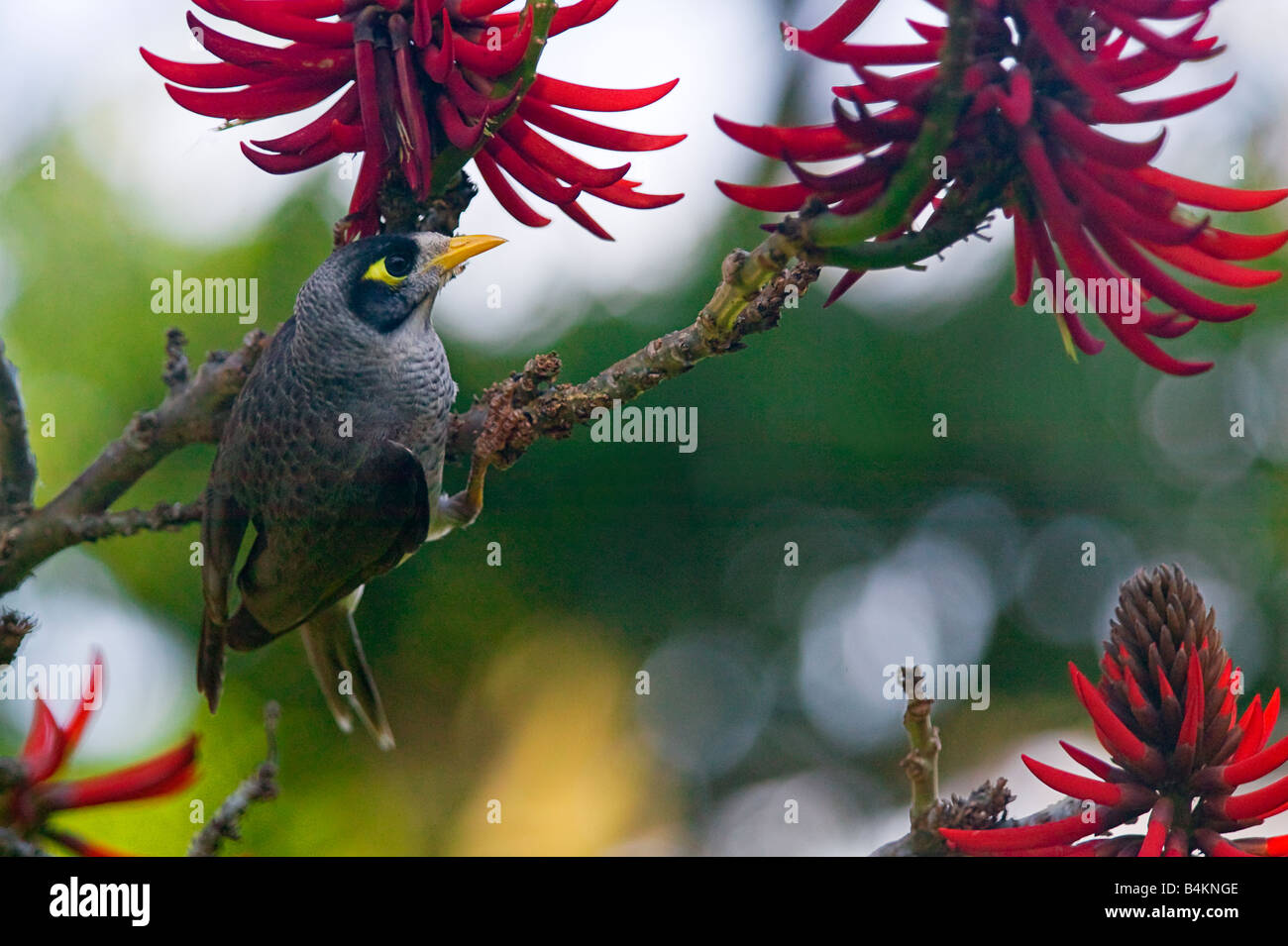NOISY MINER Manorina melanocephala NEW SOUTH WALES AUSTRALIE Banque D'Images