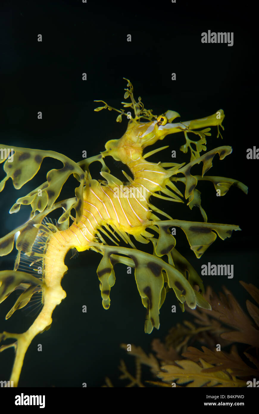 Sea Horse ou dragon de mer en tant que plante camouflé Banque D'Images