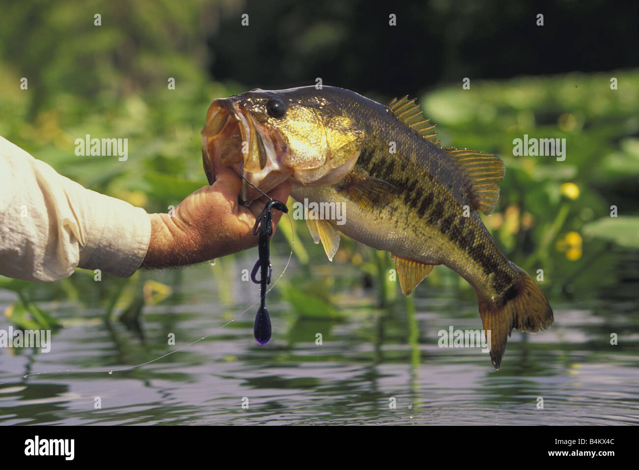 Fisherman holding freshly-pris l'Achigan à grande bouche (Micropterus salmoides) sud-est des États-Unis Banque D'Images