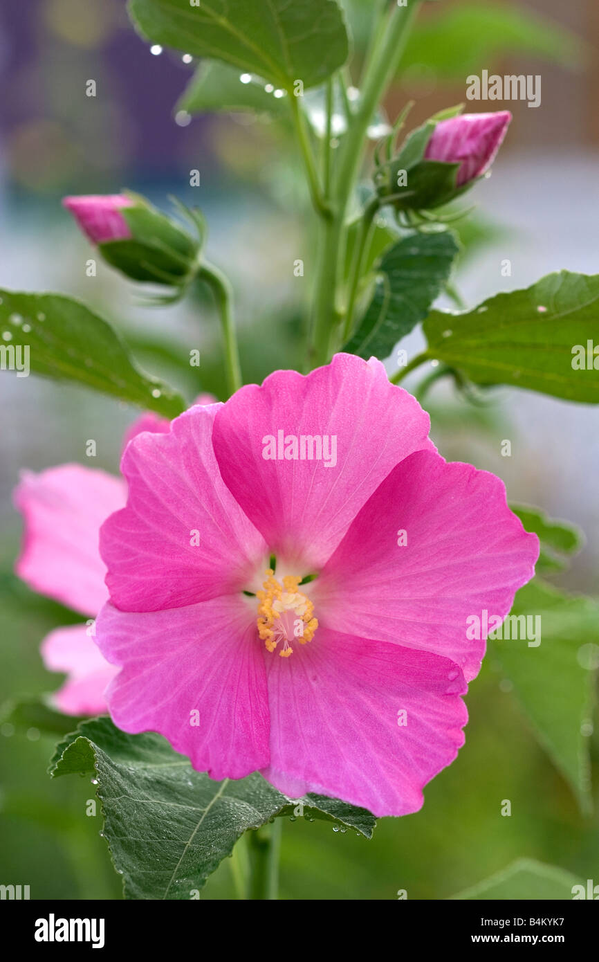 Lavatera trimestris mauve rose ( ) Banque D'Images