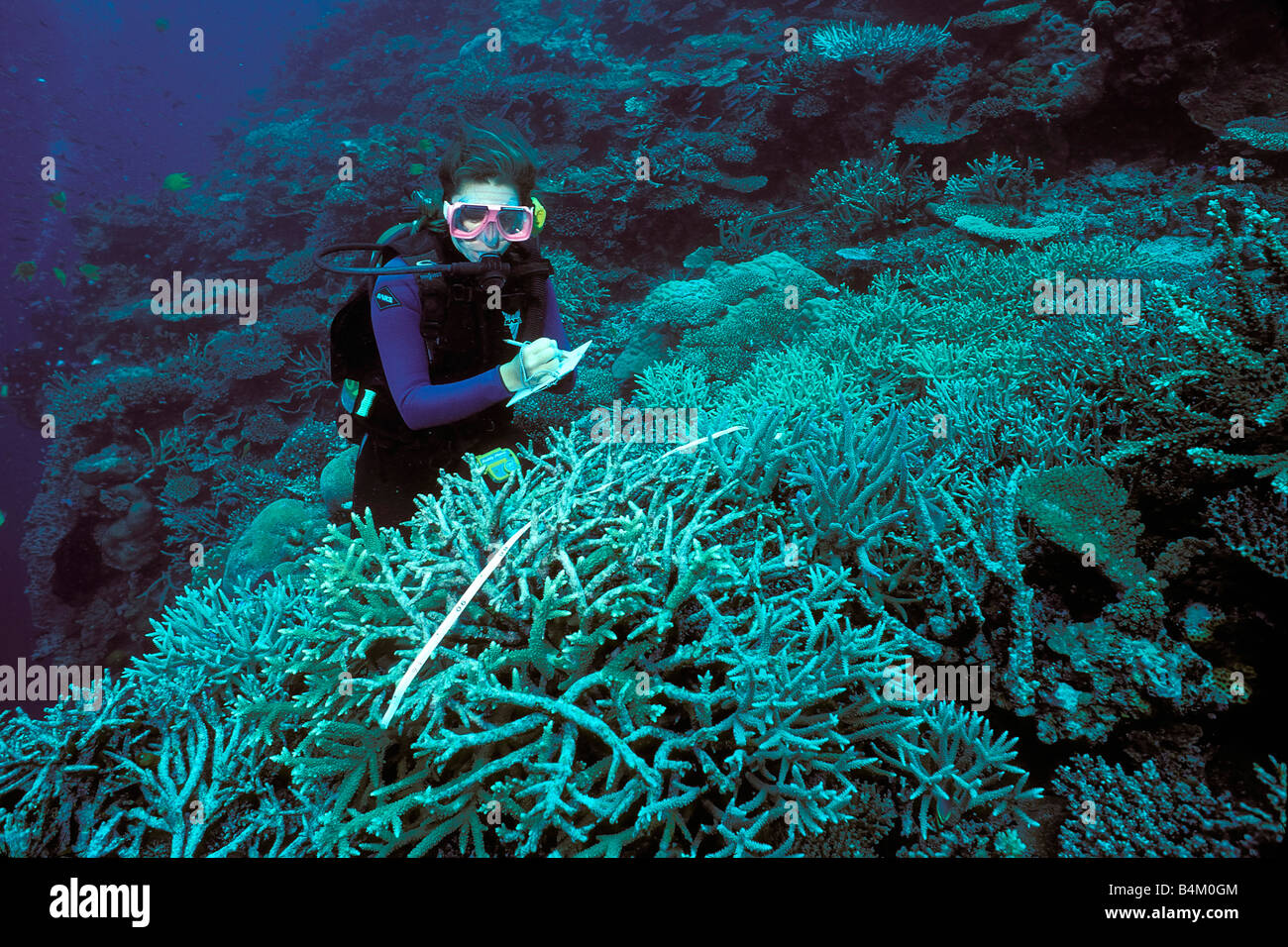 Les biologistes marins surveiller la santé des récifs coralliens de l'océan Pacifique Fidji Banque D'Images