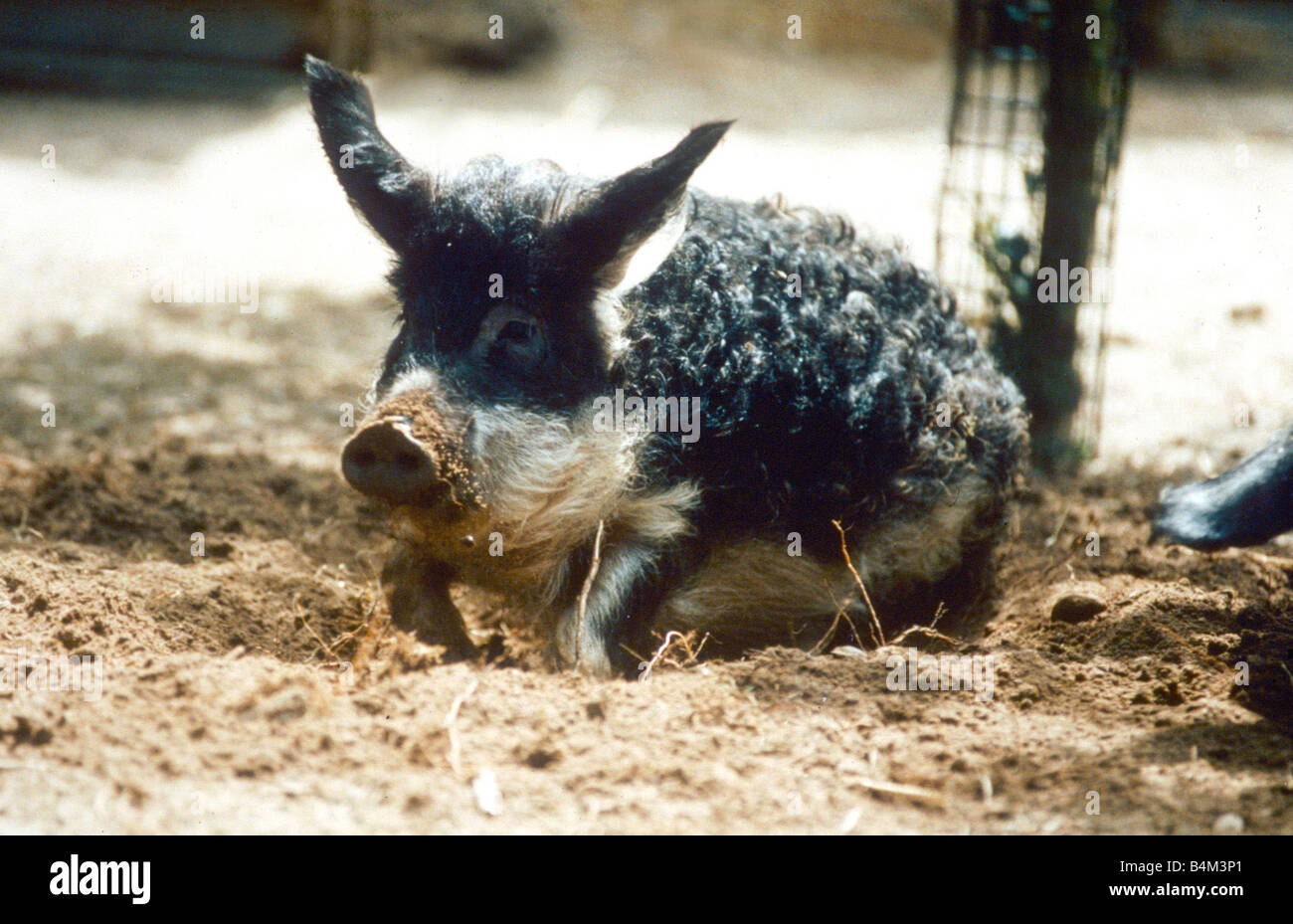 Porc Hongrois Rare Au Zoo De Banham Bebe Mignon De Porc Norfolk Heureux Jouer Animal Animaux Aout 1995 Annees 1990 Mirrorpix Photo Stock Alamy