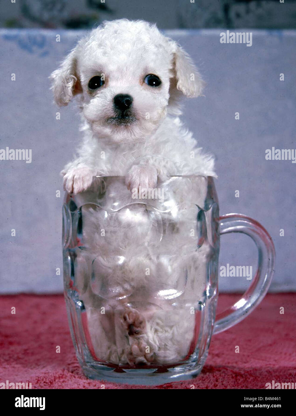 Téléchargement gratuit Images Naissance Prematuree Caniche Toy Pippin Ne 10 Jours Au Debut De La le plus cool salutations