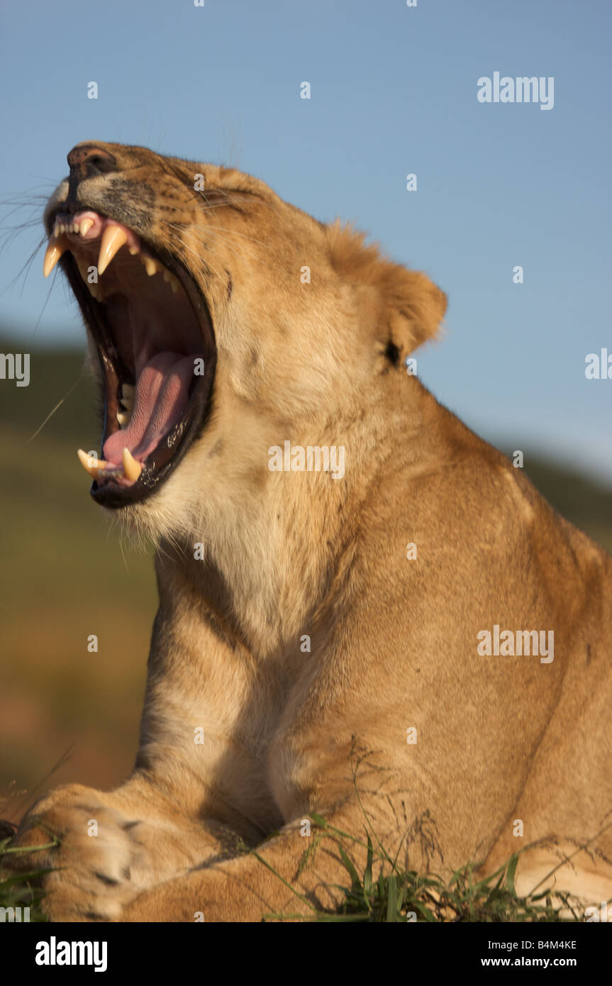 Roaring lion femelle avec la bouche ouverte, Masai Mara, Kenya, Afrique de l'Est Banque D'Images