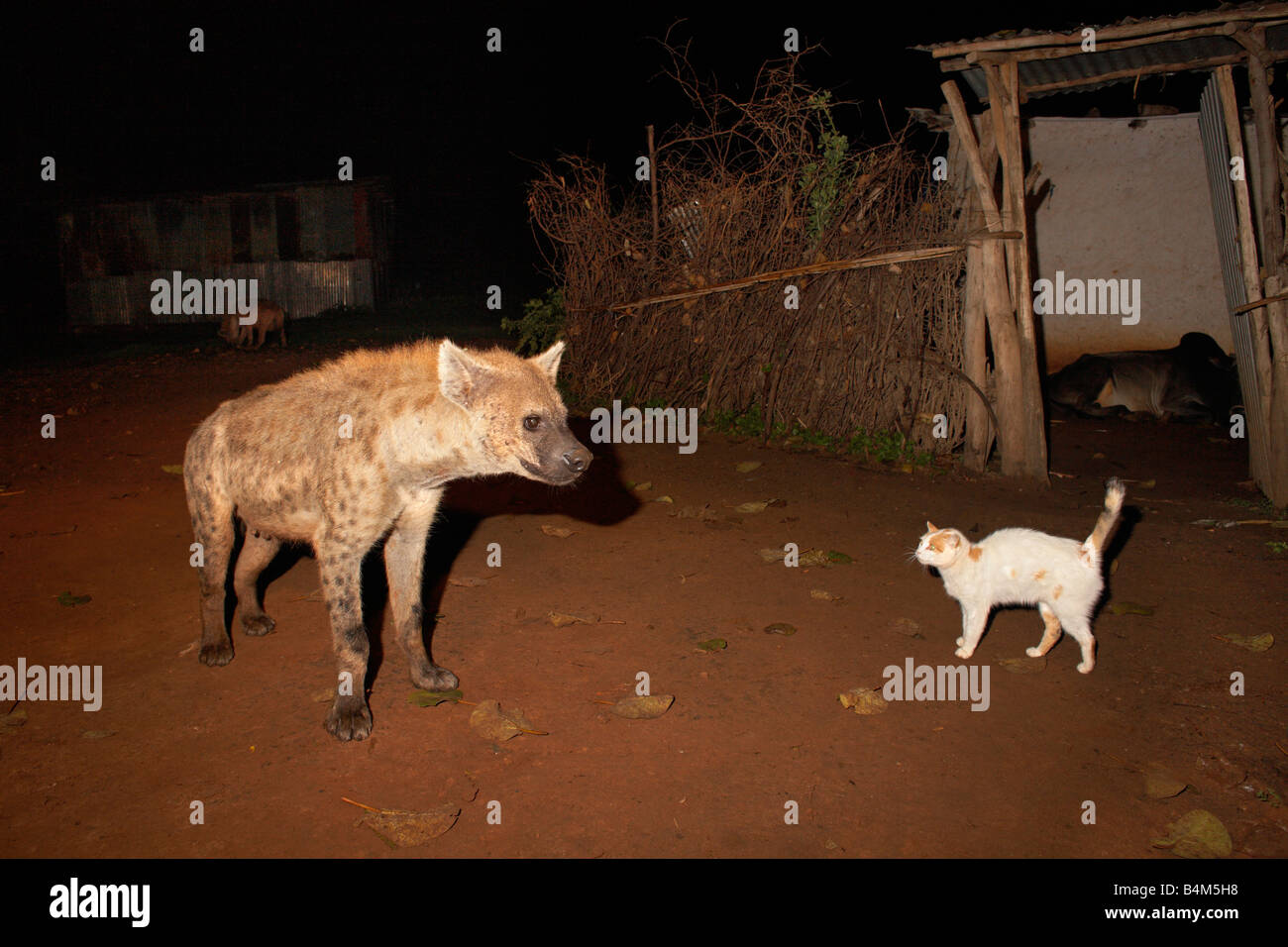 Hyène et le chat domestique, Harar, Ethiopie Banque D'Images