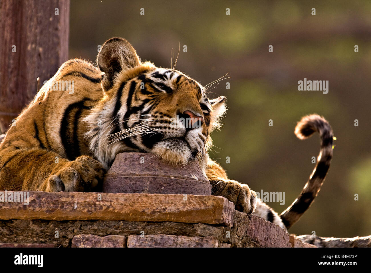 Tigre du Bengale Royal dormir dans un ancien temple hindou ou chattri ou palace dans la réserve de tigres de Ranthambore Banque D'Images