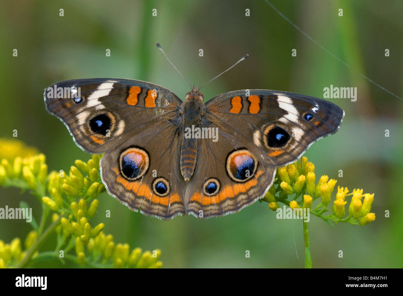 Junonia coenia buckeye butterfly ( ) de Houghton Solidago ( sps ) e usa Banque D'Images