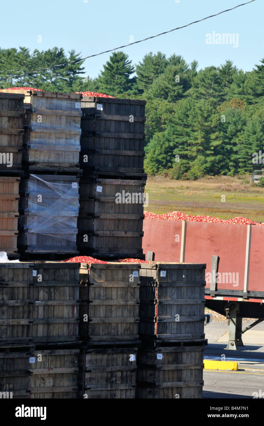 Caisses en bois et d'une remorque remplie de canneberges rouge mûre fraîchement récoltées pour le transport et la distribution de la Nouvelle Angleterre Banque D'Images