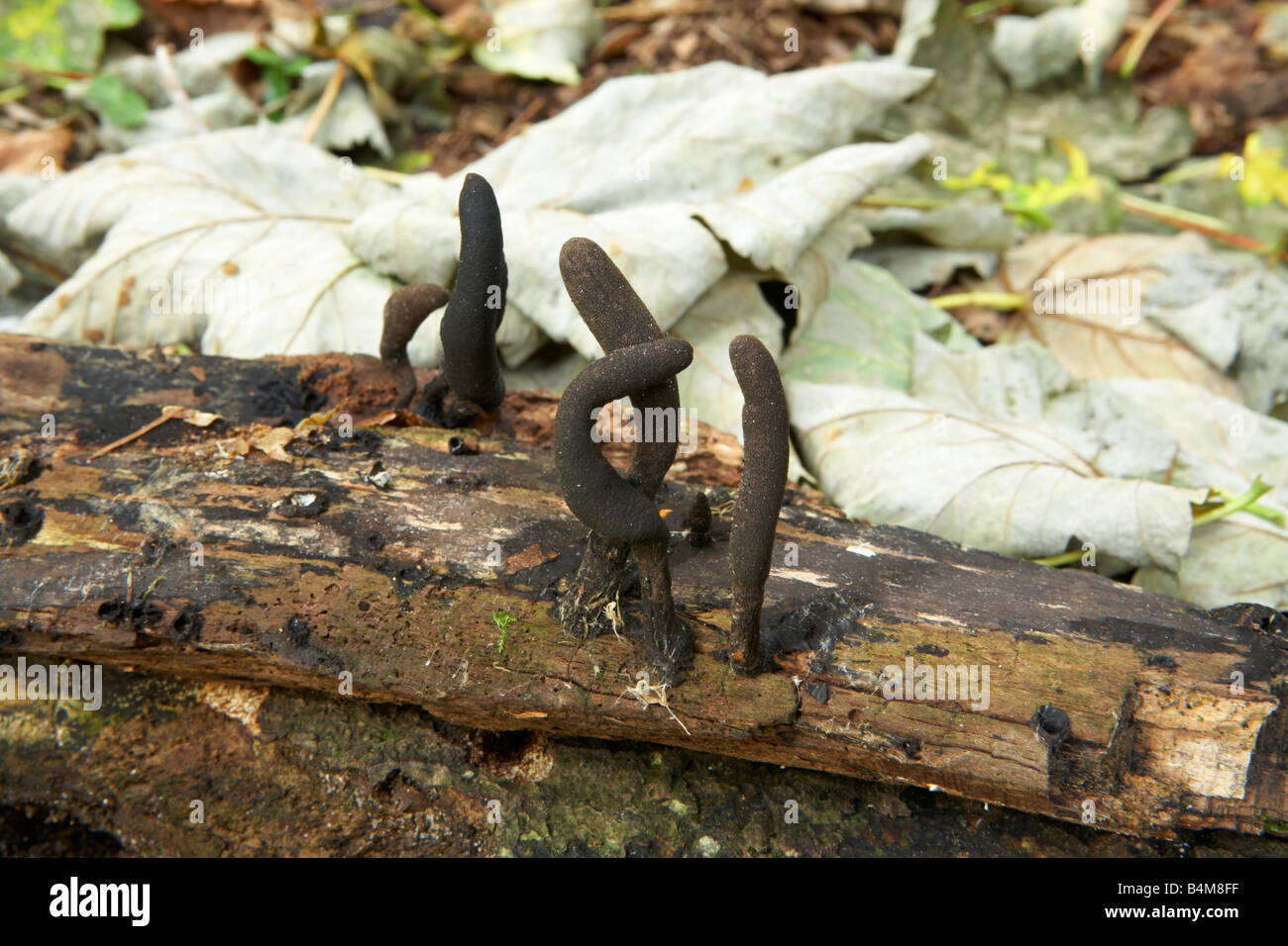 Noirou champignons trouvés en forêt de Dorset, Angleterre, Royaume-Uni. Banque D'Images