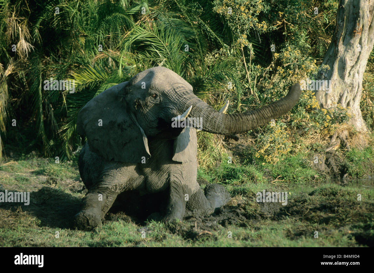L'éléphant africain (Loxodonta africana) echelle de saleté, Okavango Delta, Botswana Banque D'Images