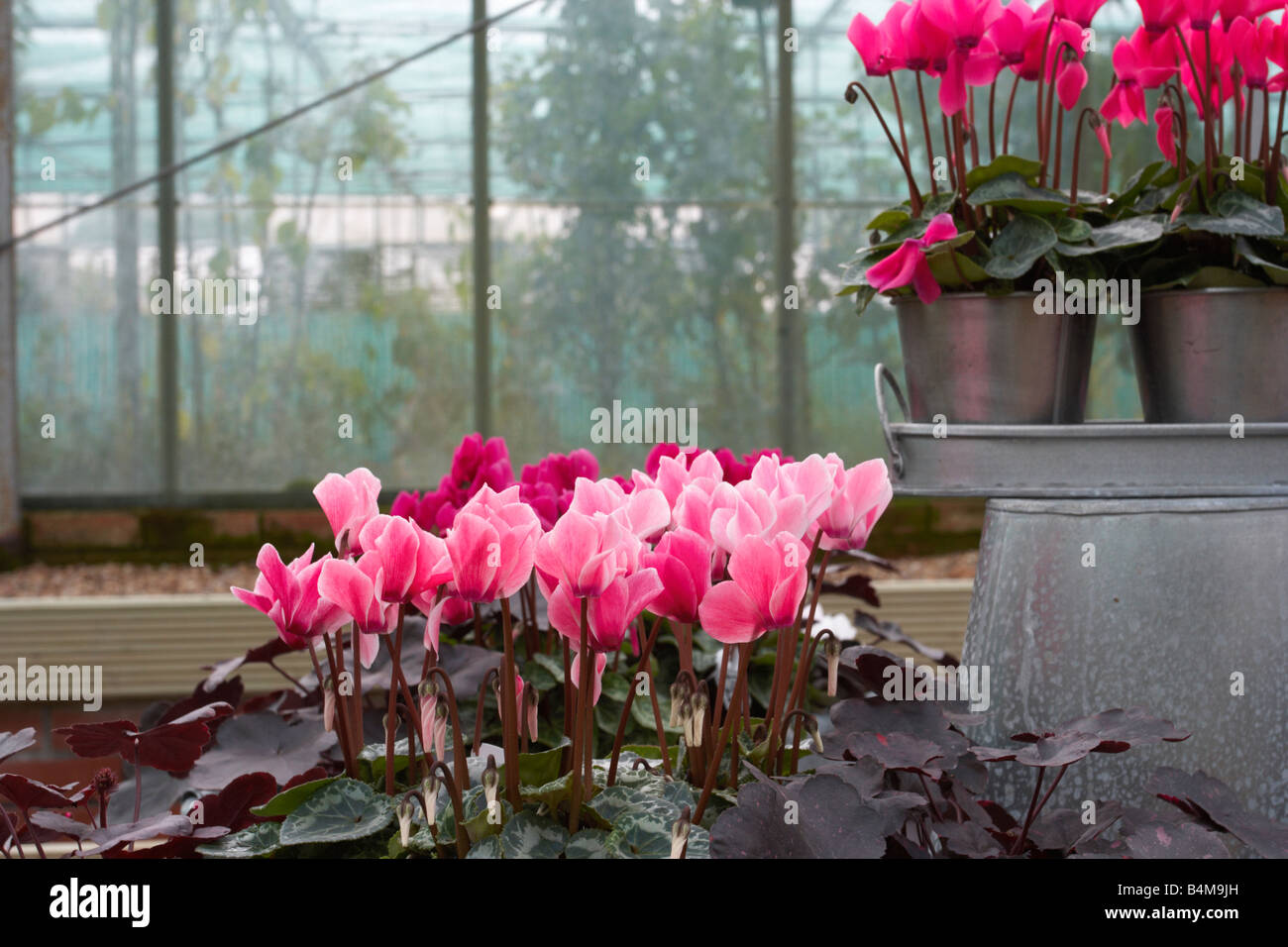 Hederifolium cyclamen neapolitanum,,fleurs roses Banque D'Images