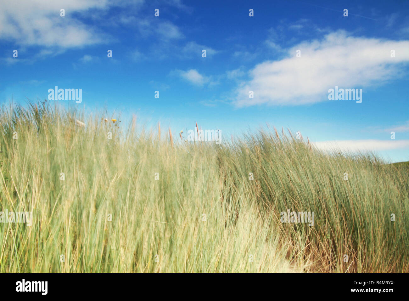 herbe de la dune de sable Banque D'Images