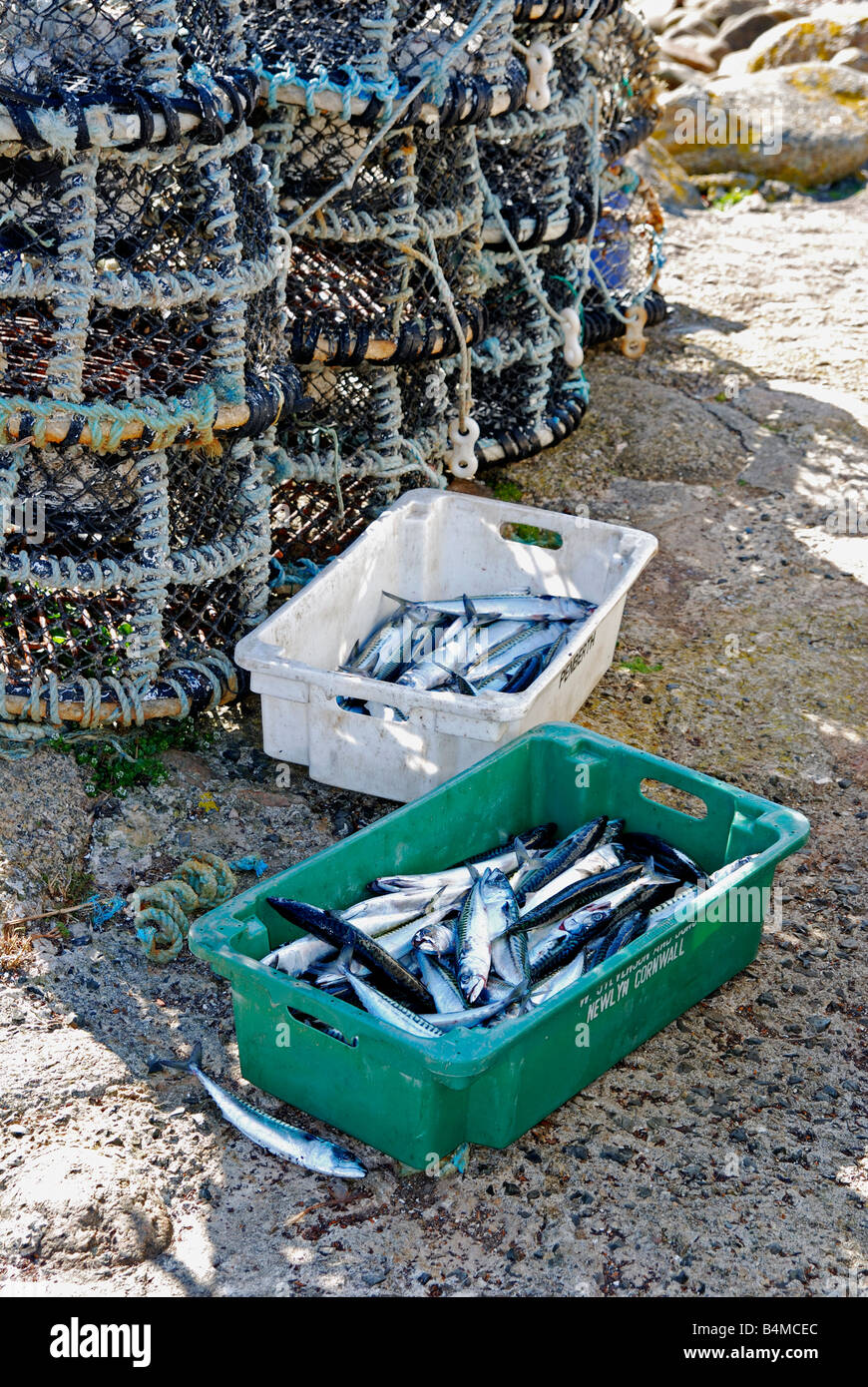 Le maquereau frais sur le port de mullion cove,cornwall,uk Banque D'Images
