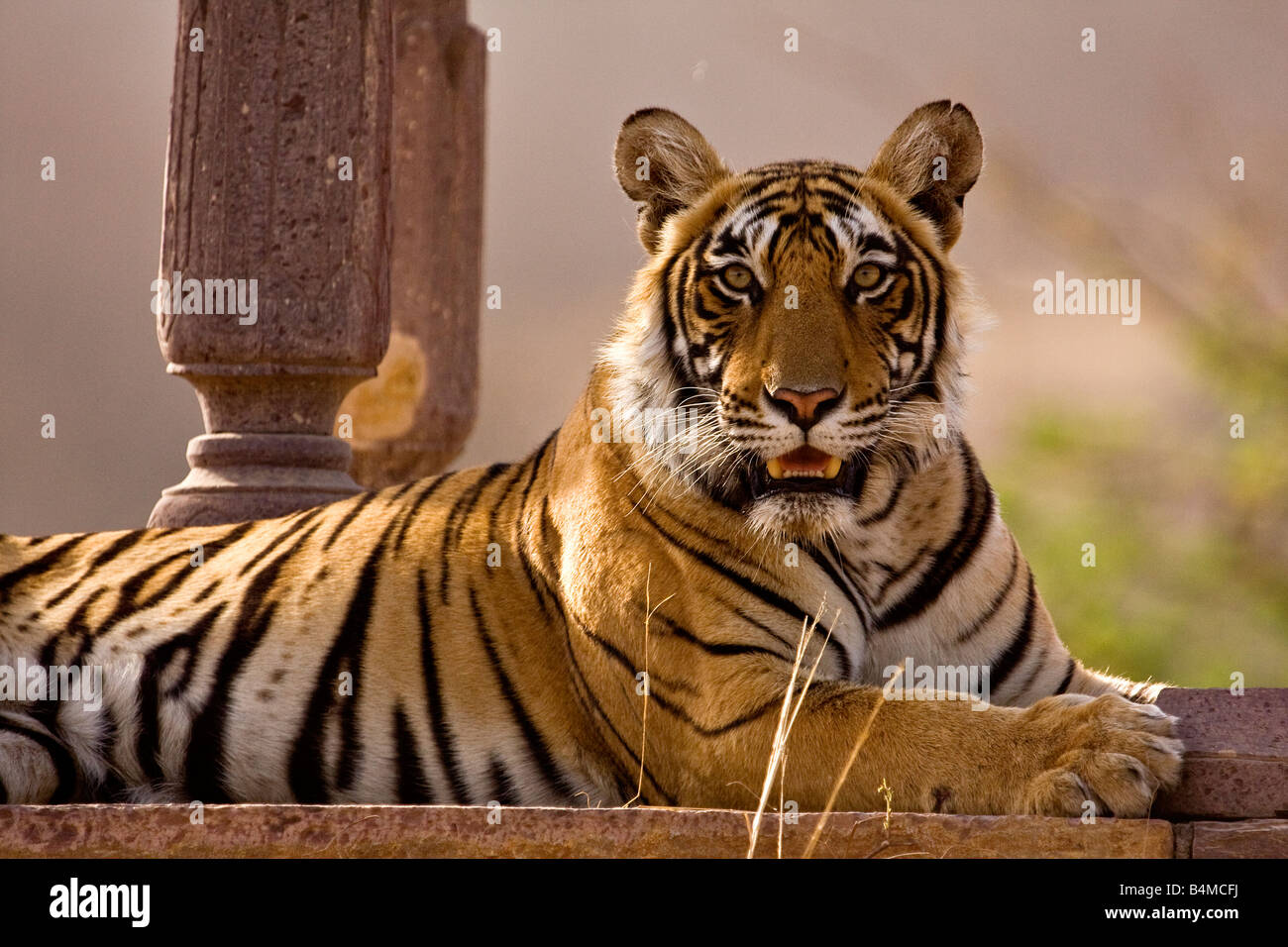 Tiger assis dans un chattri ou palace dans la réserve de tigres de Ranthambore Banque D'Images
