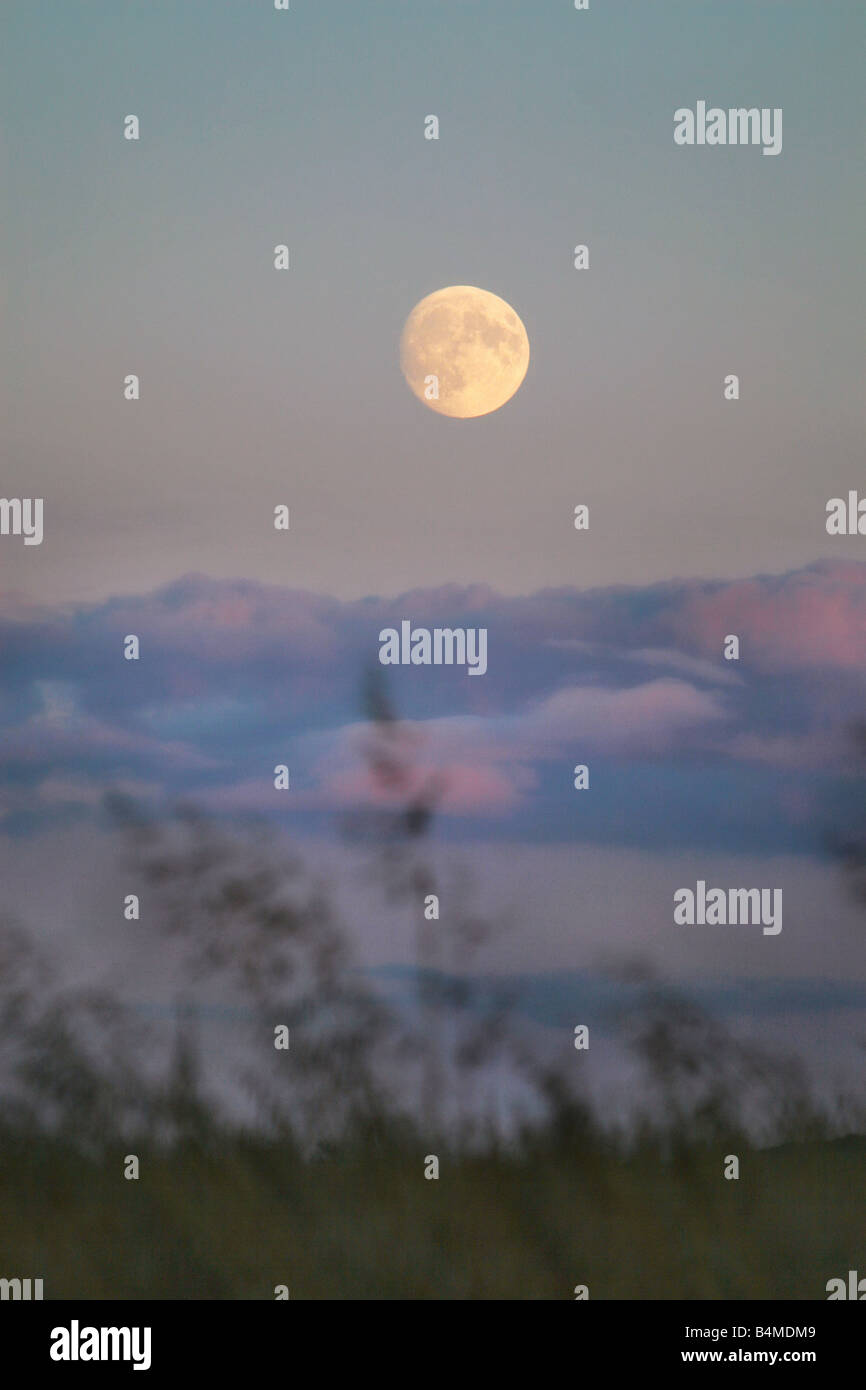 La lune vue à travers l'herbe haute Banque D'Images