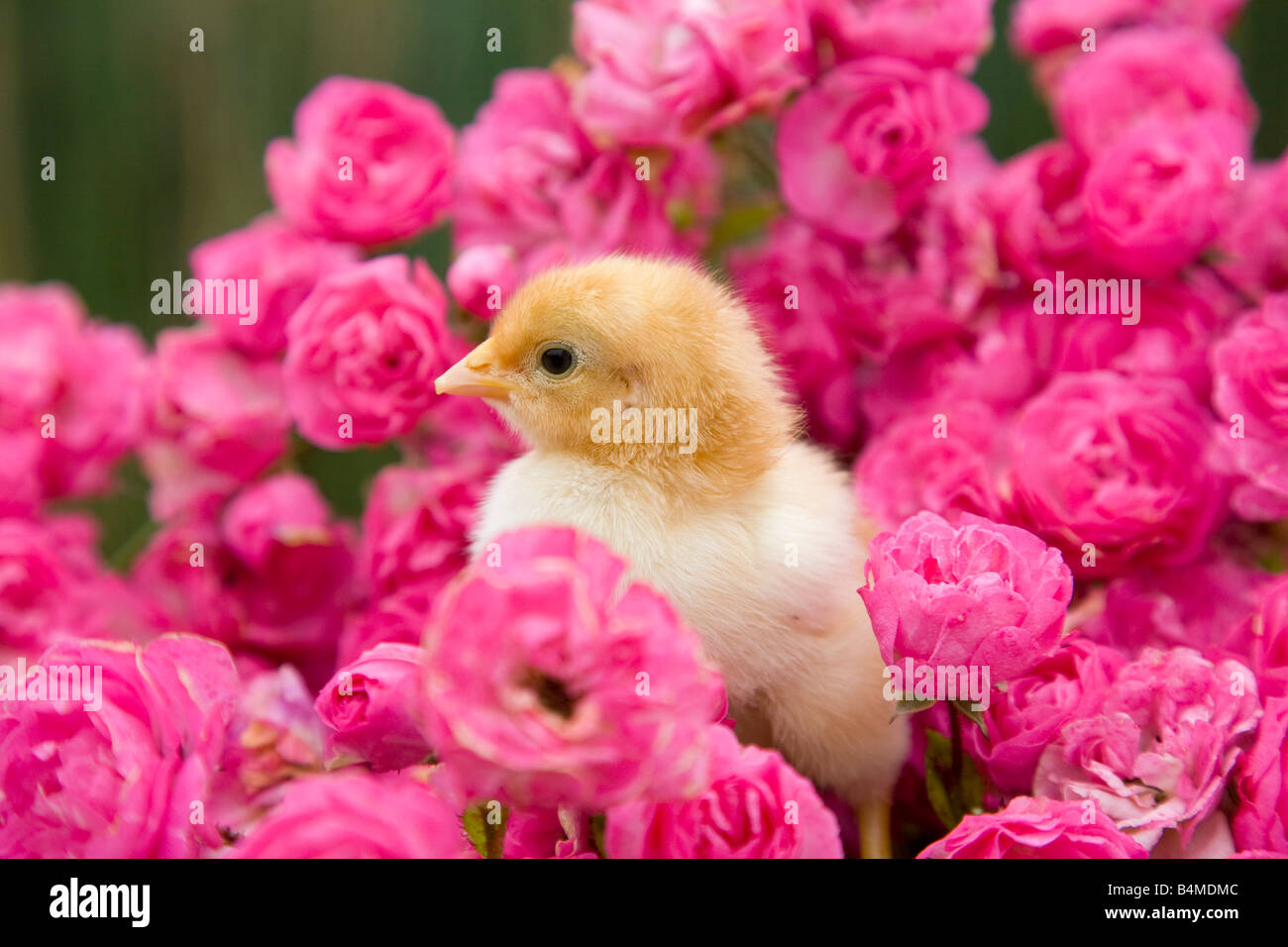 Jeune poussin avec pink roses Banque D'Images