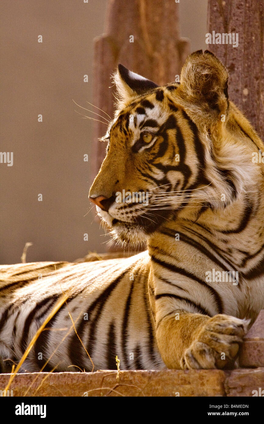 Tiger assis près d'une colonne en pierre dans la réserve de tigres de Ranthambore Banque D'Images