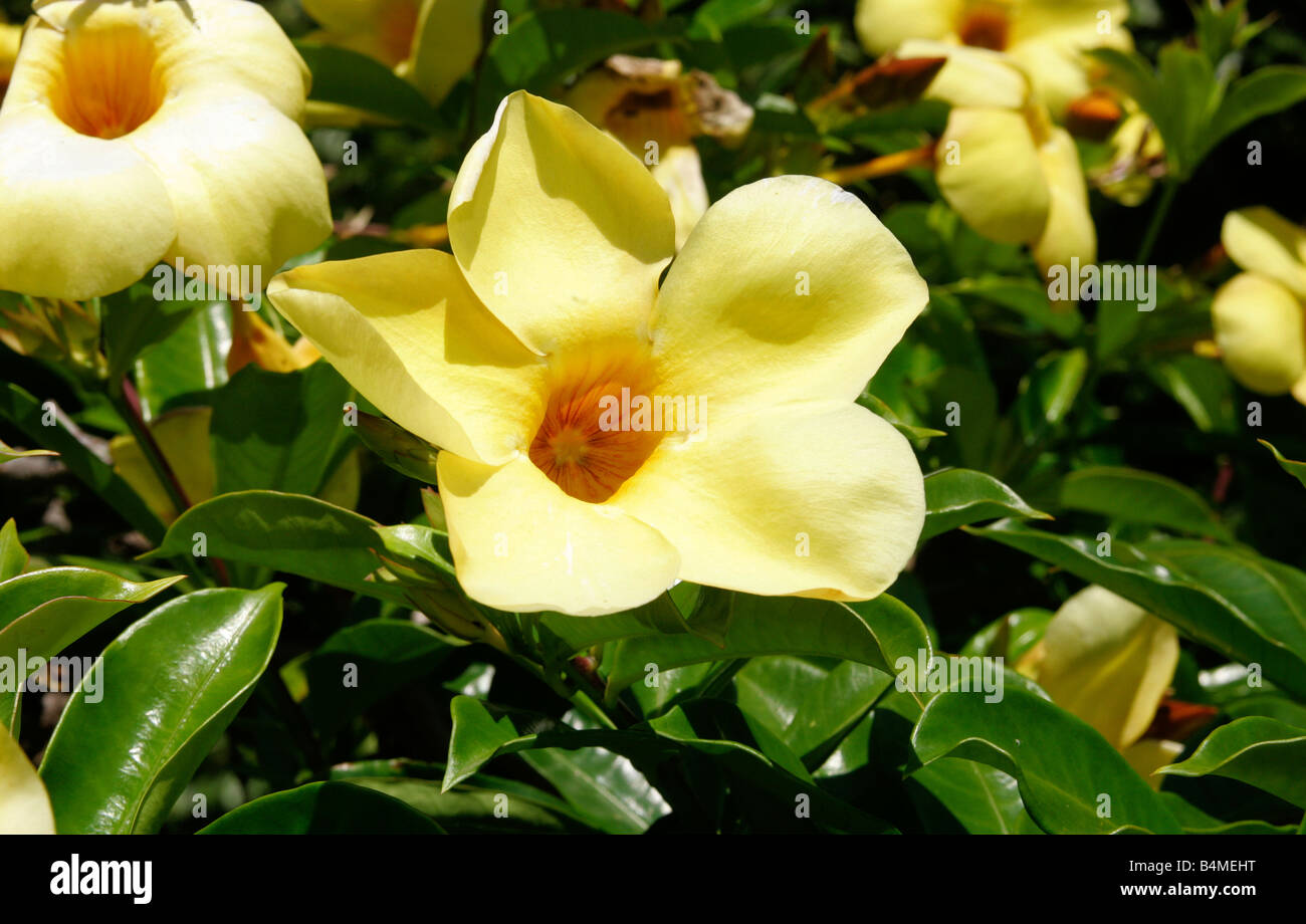 Une jolie fleur qui s'épanouit allamanda jaune Banque D'Images