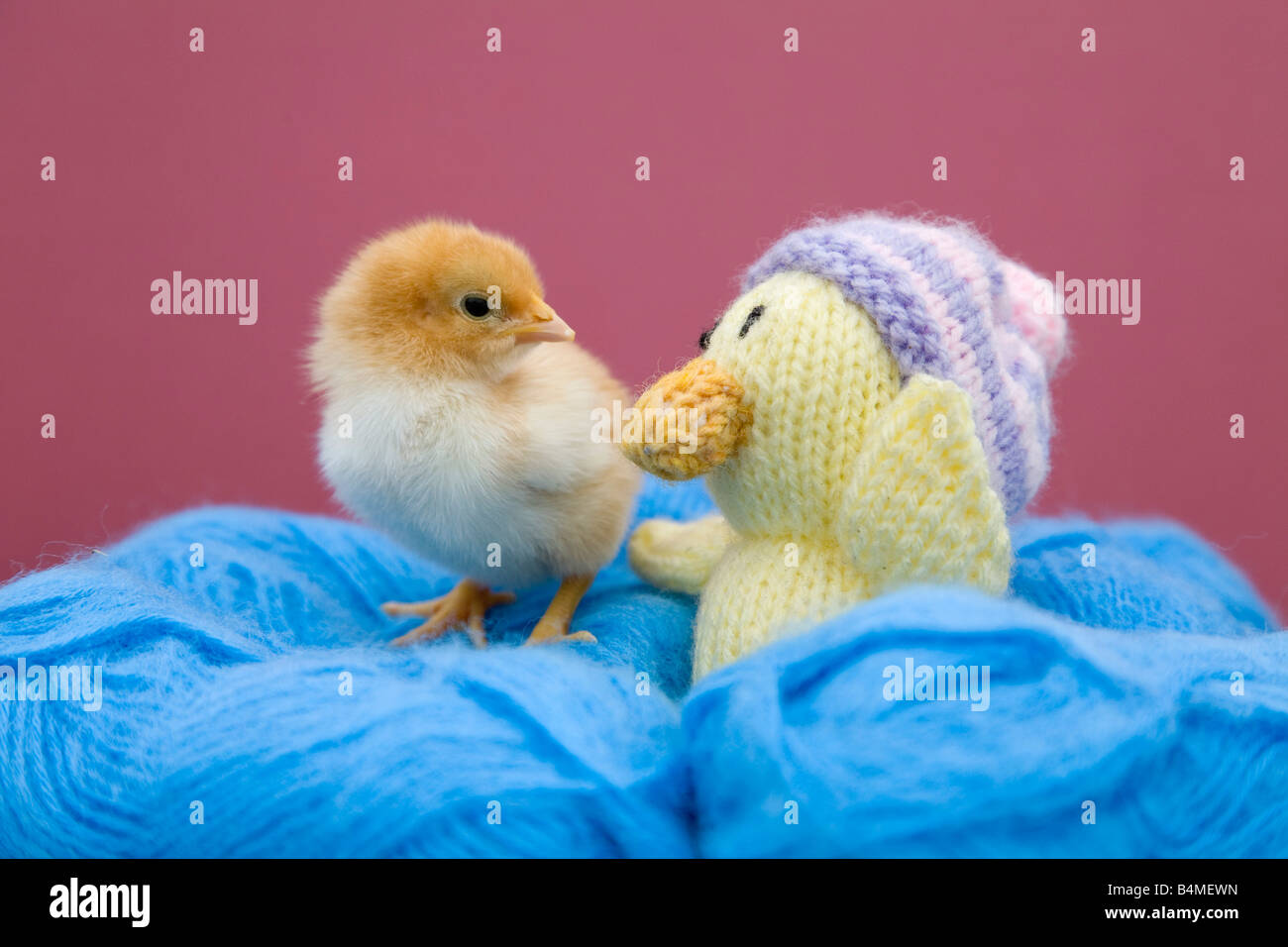 Jeune poussin avec des boules de laine petit jouet Banque D'Images