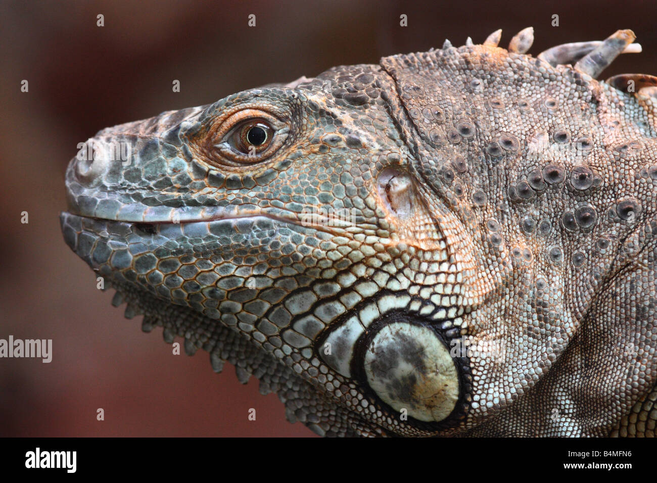 Iguana.Common.iguane vert Iguana iguana Banque D'Images