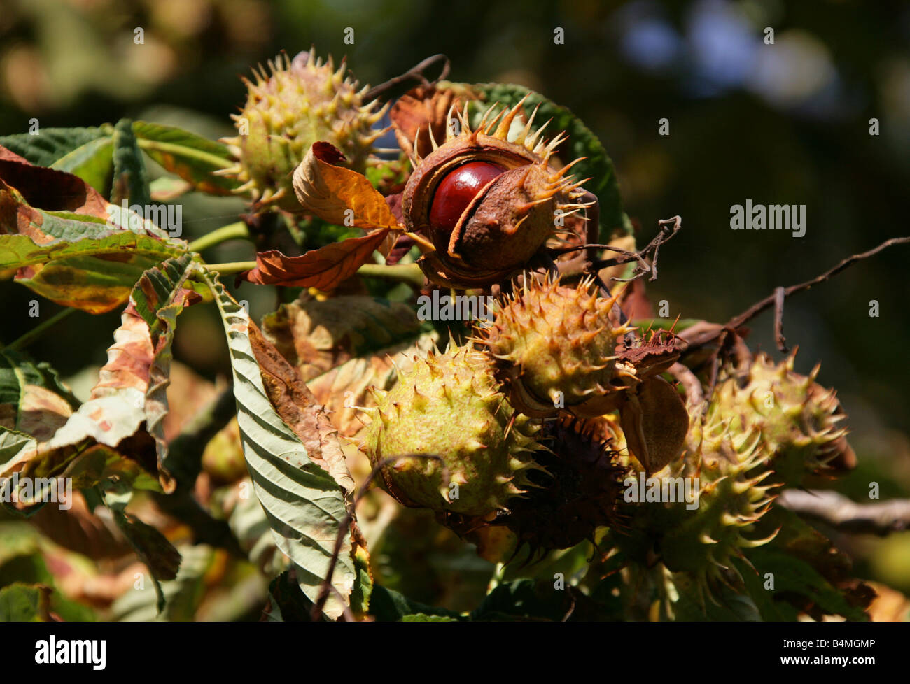 Conkers, fruit de l'arbre, Marronnier Aesculus hippocastanum Banque D'Images
