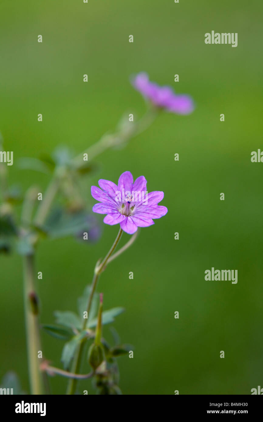 Géranium sanguin Geranium palustre du Bocage Banque D'Images