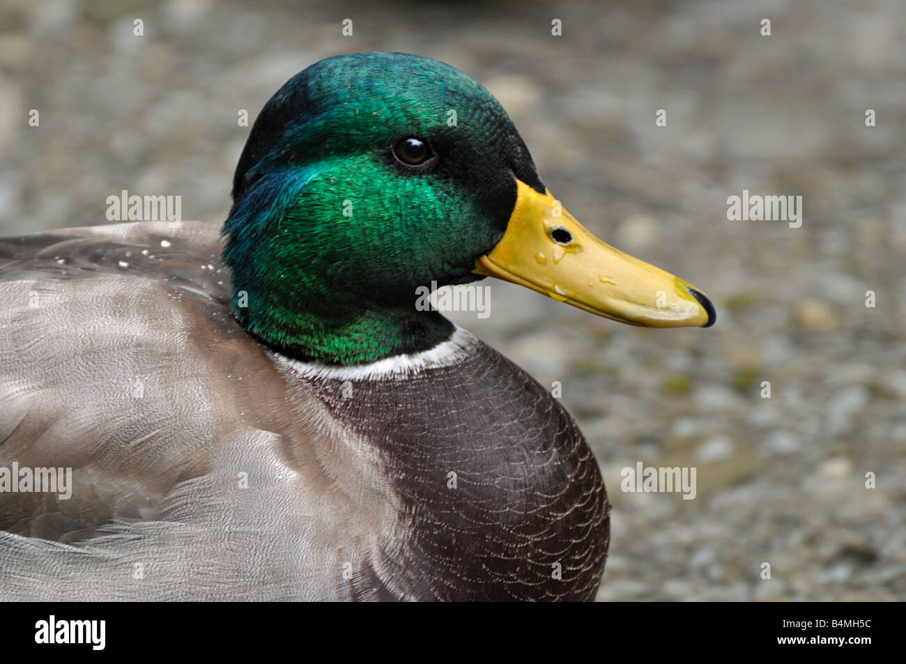 Canard colvert Drake Banque D'Images