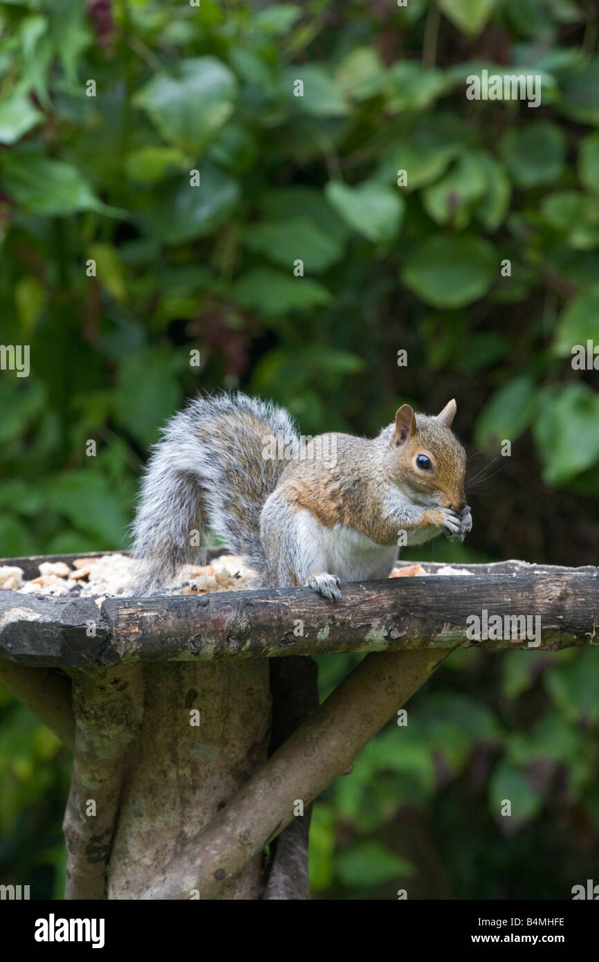 L'écureuil gris Sciurus carolinensis manger de la nourriture sur table d'oiseaux Banque D'Images